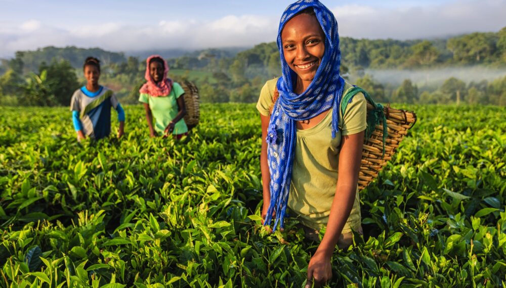 African women plucking tea leaves on plantation in central Ethiopia, Africa.